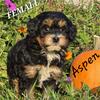 Aspen mini bernedoodle 