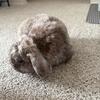 male holland lop