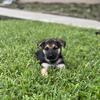 German shepherd Puppies 