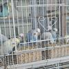 English parakeets babies and young