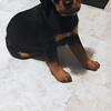11 week old thouroghbred Rottweiler puppy for sale.  $500