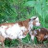 Nigerian Dwarf Buck Goat