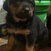 Purebred German Shepherd Puppies ready on 12-12-25