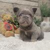 AKC Fluffy Lilac Tri French Bulldog!