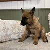 Purebred Belgian Malinois Pups