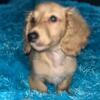 Miniature Longhaired Male Dachshund 