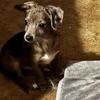 Female chiweenie mix Therapy esa dog