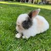 Sweet gentle Holland lop bunnies 