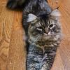 **Price Reduced**Maine Coon Kitten Not Registered 8 months old
