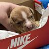 American Bully Puppies