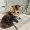 Persian Kittens for Sale