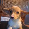 Female Corgi puppy