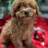 Golden Doodles For Sale 