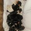 Chiots Black Yorkshire Terrier et Biewer Yorkie