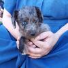 Toy Poodle - Jack Russell Male 