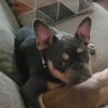 Female French bulldog 