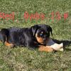 Rottweiler MALE Pups