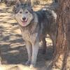 Kodiak needs a husky or malamute girlfriend 