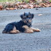 CKC Yorkie puppies 
