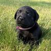 AKC black lab puppy  in ohio