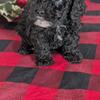 COCKAPOO PUPS