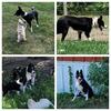 Abca/akc border collie female