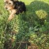 Yorkie