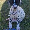 Dalmatian puppies