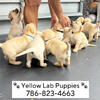 🐾 Yellow Labrador Puppies 🐾