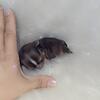Cute chihuahua puppies-- smallest around!