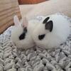 Cute Hops Rabbitry: Holland Lops and Dwarf Hotots
