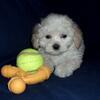 Cisco- MaltiPoo male, great emotional support pet, non-shedding