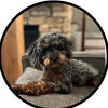 Toy Poodle Stud Services