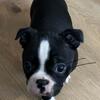 Boston Terrier 