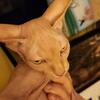 Male Sphynx Kittens