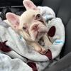 Female Platinum French Bulldog$1800