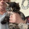 maine coon mix kittens