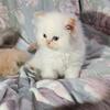 CFA PERSIAN MALE KITTEN
