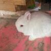 Jr buck Netherland dwarf pedigree 
