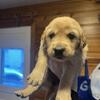 Golden Retriever Puppies - AKC