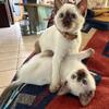 Traditional Siamese Kittens (Seal & Chocolate Points) Registered - SoCAL