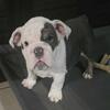 2 GORGEOUS MALE AKC ENGLISH BULLDOG PUPPIES 