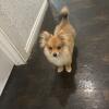 Akc pomeranians
