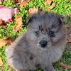 Ckc Pomeranians 