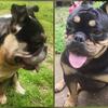Exotic  male bully puppy for rehome 