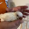 Very RARE 10 weeks old albino red eyed baby  Quaker parrot
