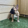 Fluffy carrier French bulldog 