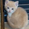 Calico mixed kittens 