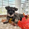 Mini Schnauzer Puppies