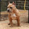 American Bully puppies GRCH sired